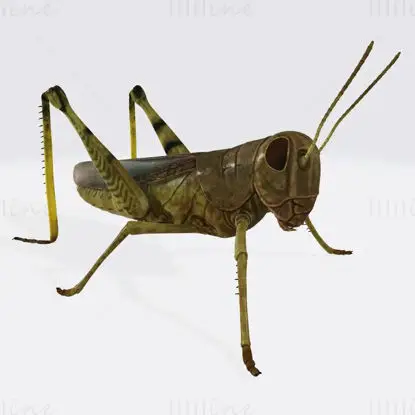 Grasshopper Animal 3D-utskriftsmodell