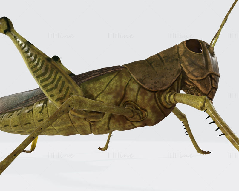 3D-Druckmodell eines Heuschreckeninsekts