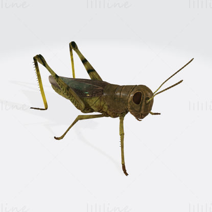 Grasshopper Insect 3D Printing Model