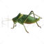 Grasshopper png