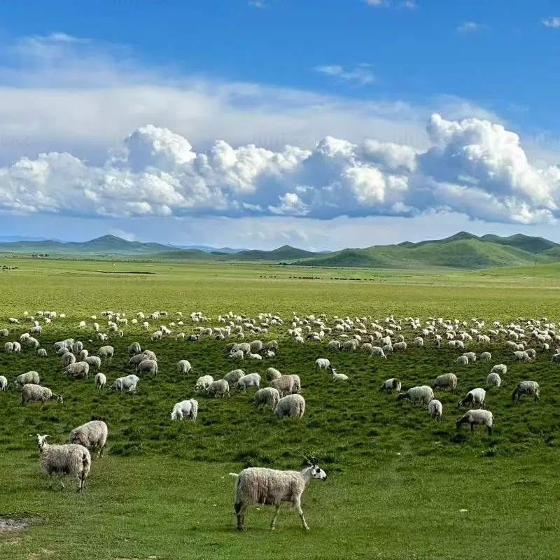 Grassland sheep photo