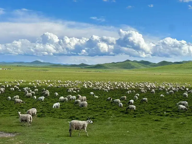 Grassland sheep photo