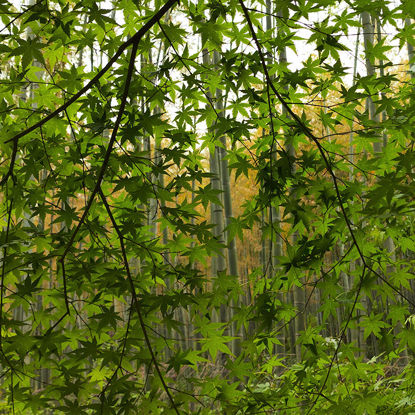 Green Maple Leaf Photo