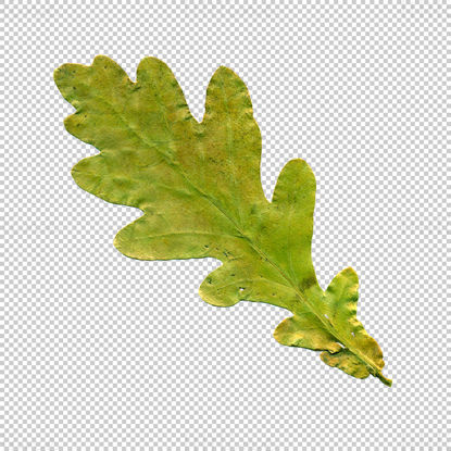 Green oak leaf png