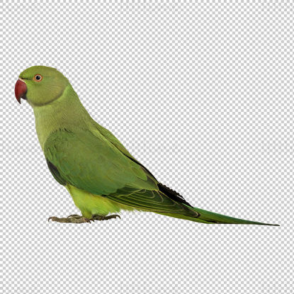 Green parrot png