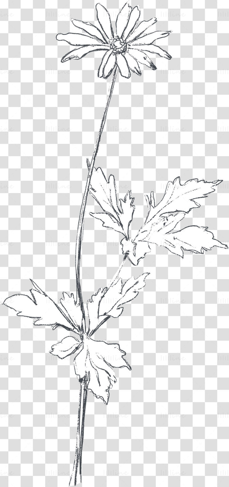 Flores dibujadas a mano dibujo a lápiz png