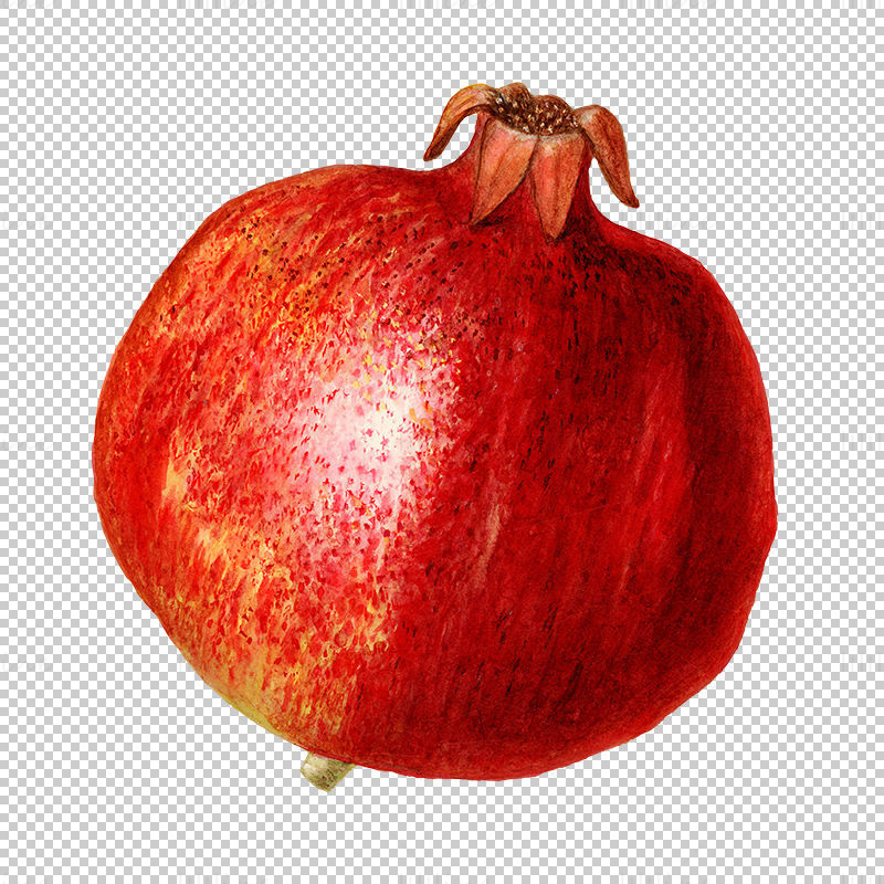 Hand drawn pomegranate png