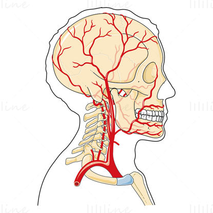 Head and neck arteries vector