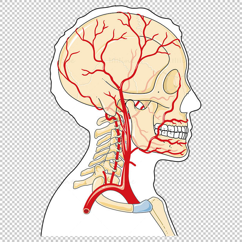 Vettore delle arterie della testa e del collo