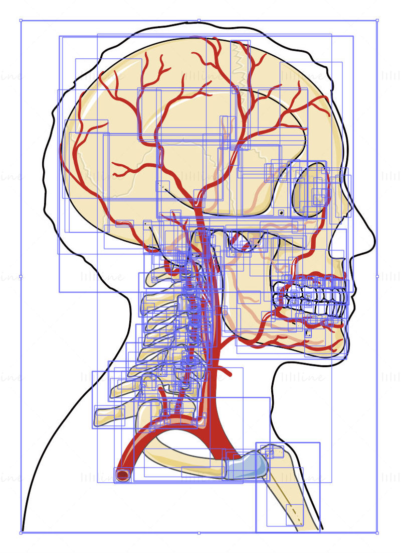 Head and neck arteries vector
