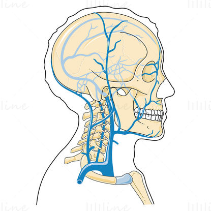 Head and neck veins vector