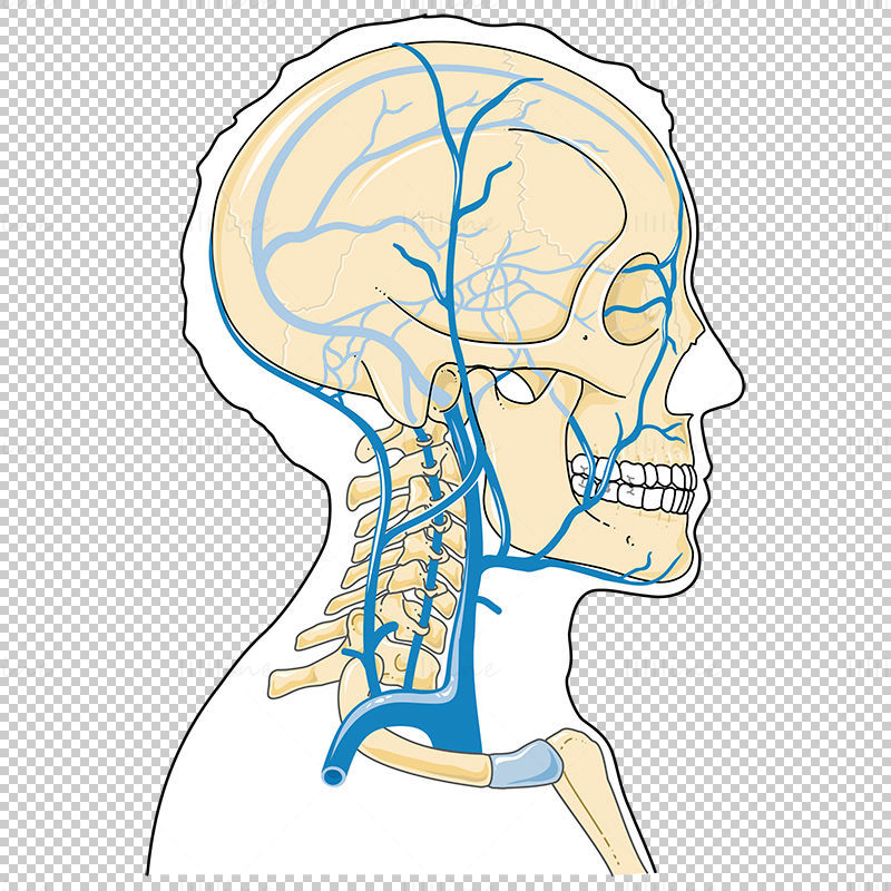 Head and neck veins vector