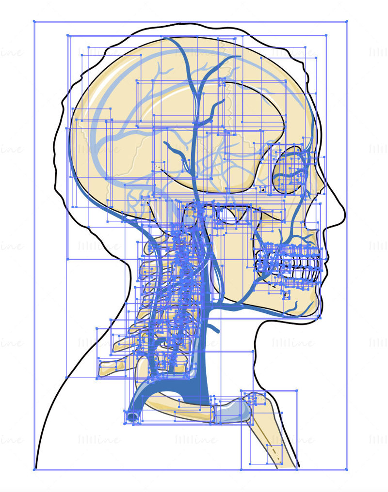 Vector de venas de cabeza y cuello