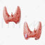 Healthy Thyroid and Thyroid Cancer 3D Model