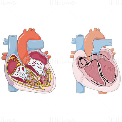 Heart conduction vector