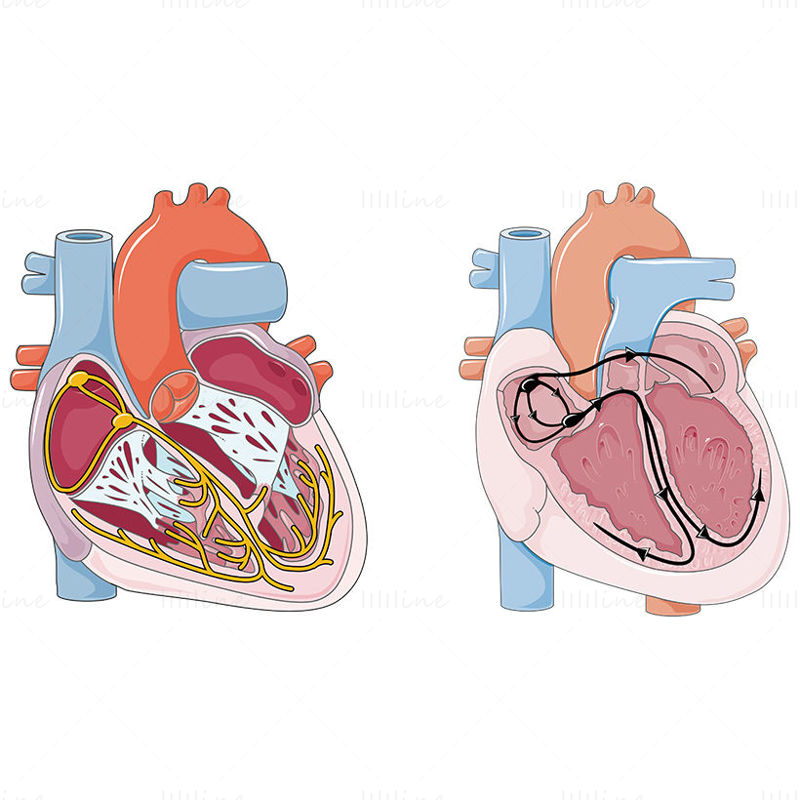 Herzleitungsvektor