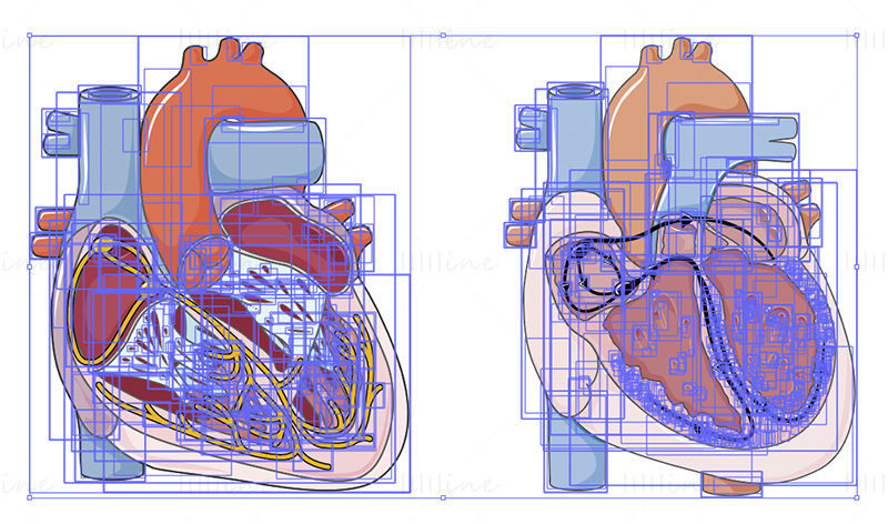 Vecteur de conduction cardiaque