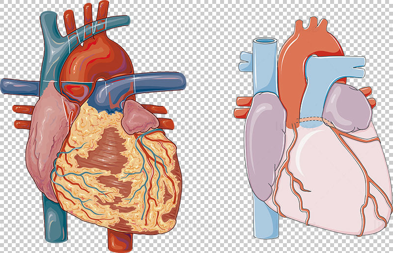 Heart organ vector