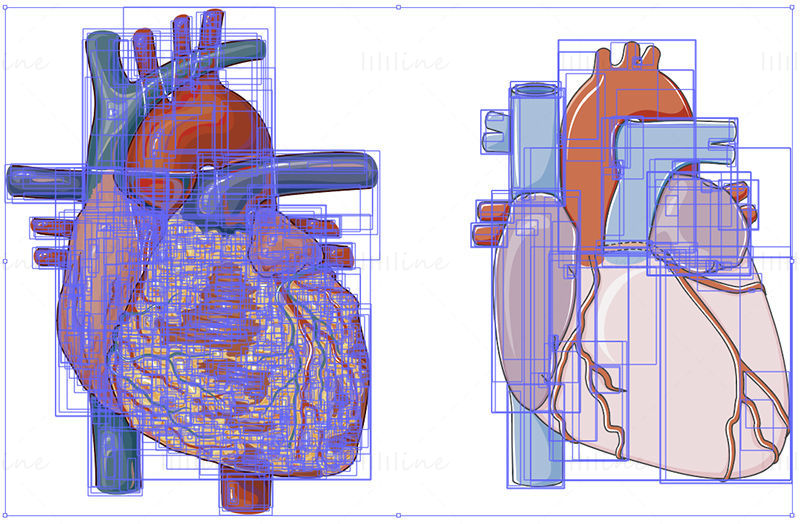 Heart organ vector