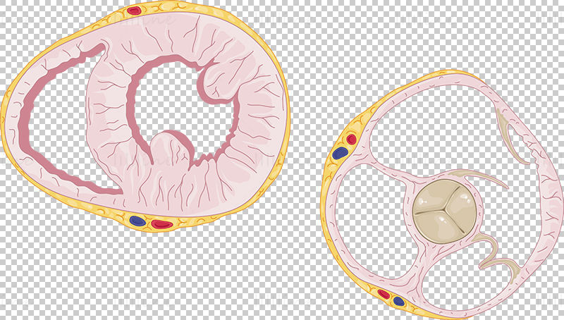 Heart sections vector