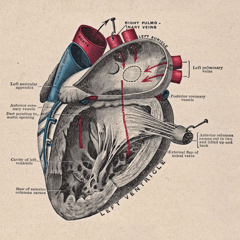 Schéma anatomie struktury srdce