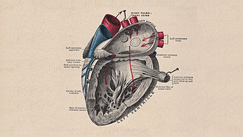 نمودار آناتومی ساختار قلب