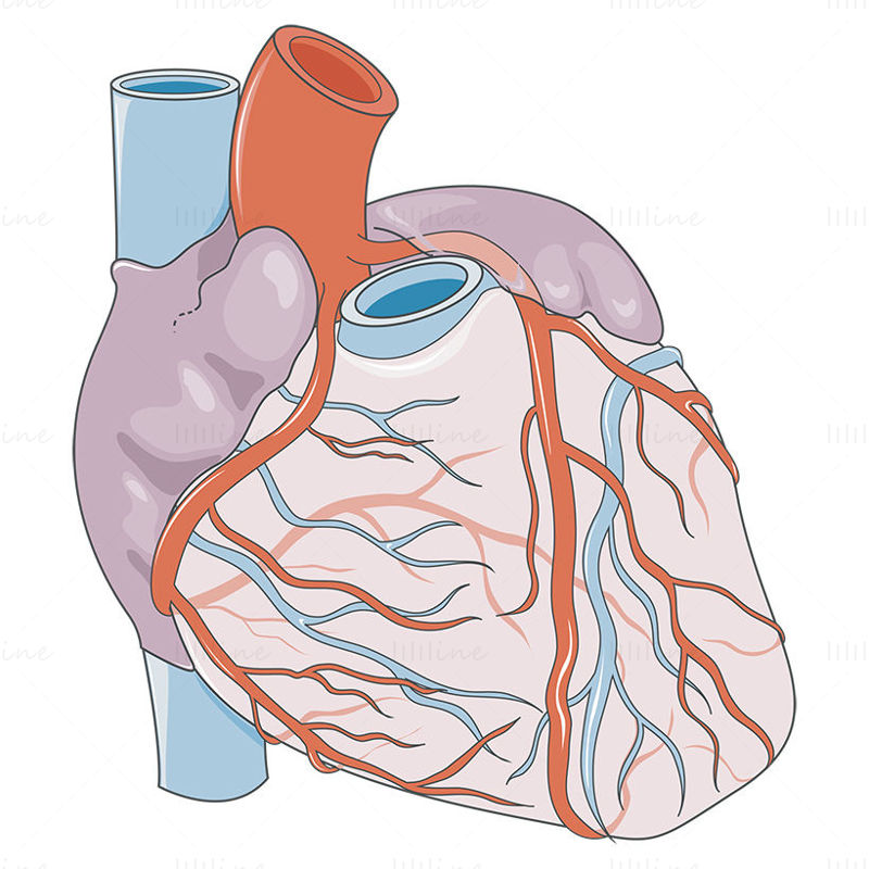 Vektor srdeční vaskularizace