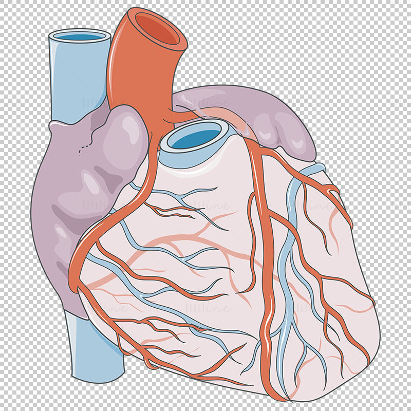 心脏血管形成矢量图