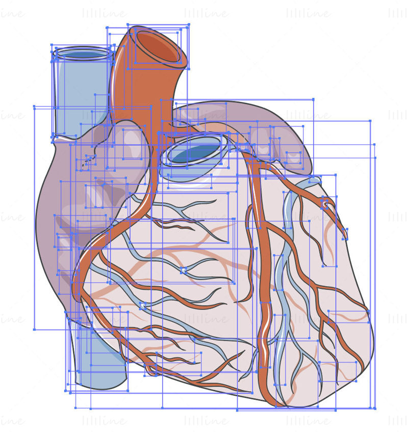 Вектор васкуляризации сердца
