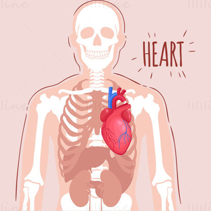 Heart vector illustration