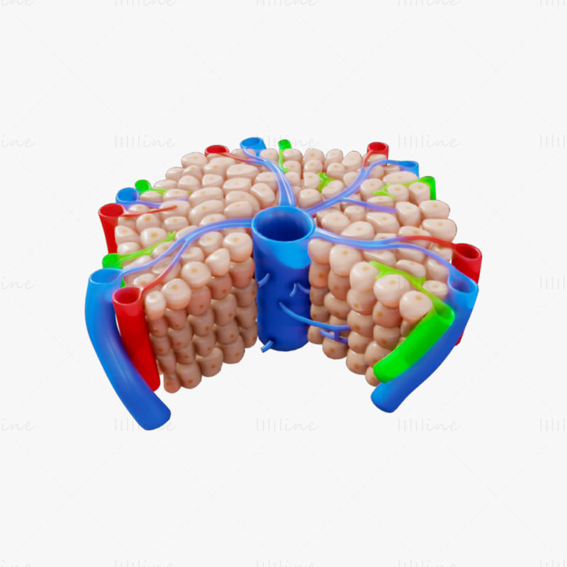 Anatomie du lobule hépatique modèle 3D