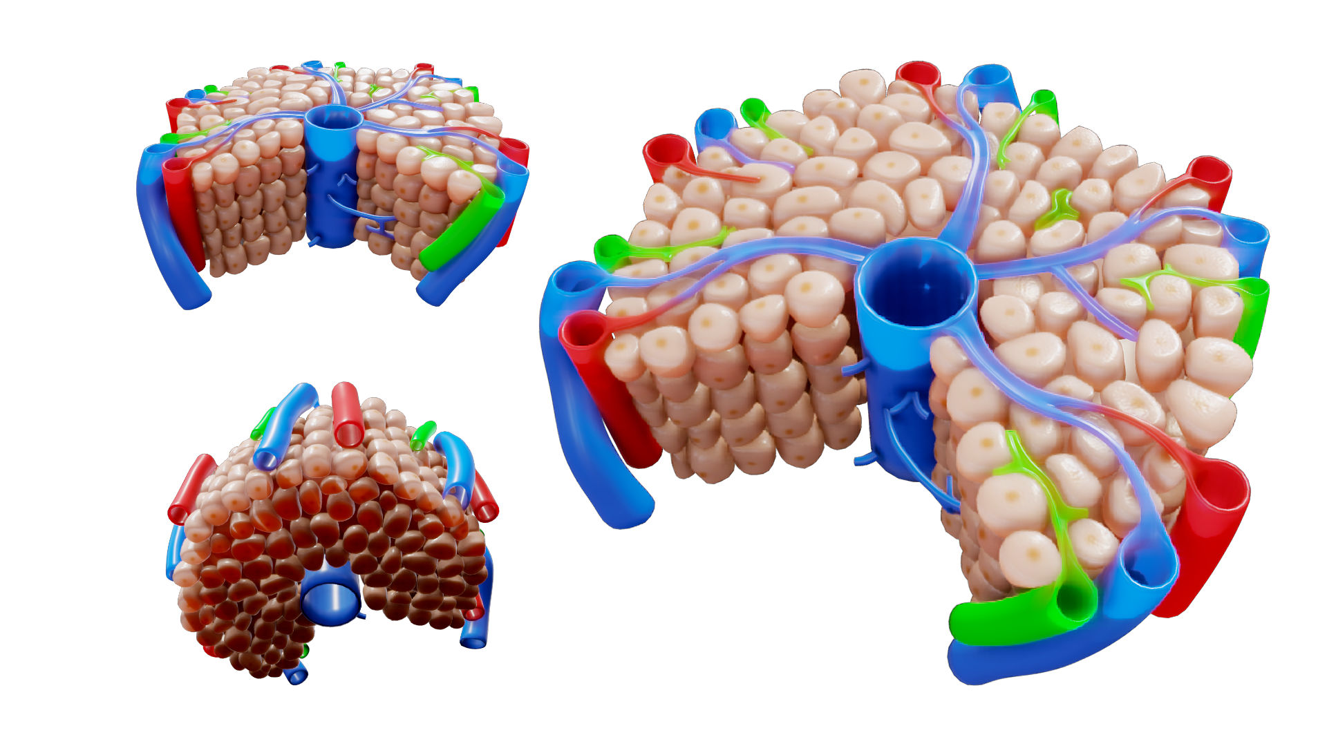Anatomie du lobule hépatique modèle 3D Biology Diagrams