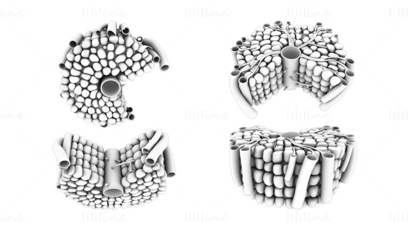 Anatomie du lobule hépatique modèle 3D