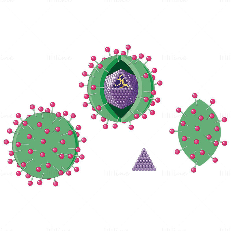 Hepatitis virus vector wetenschappelijke illustratie