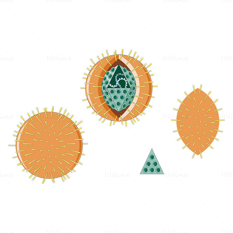 Herpes Simplex Virus vector wetenschappelijke illustratie