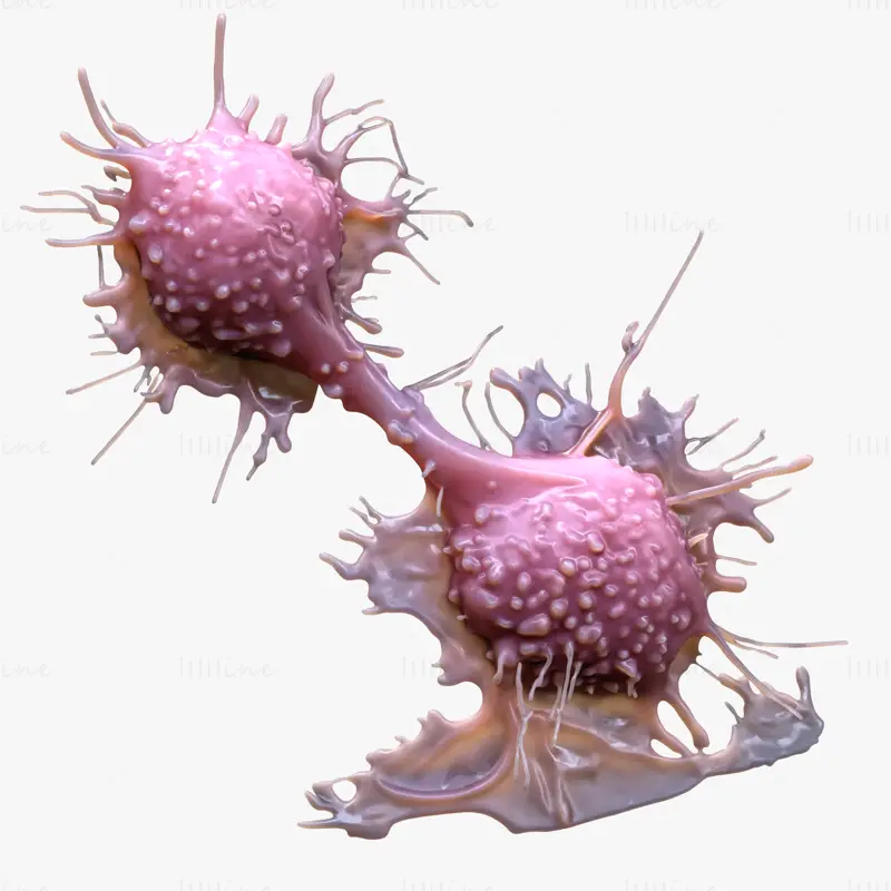 High Fidelity Cancer Cell Tumor 3D Model