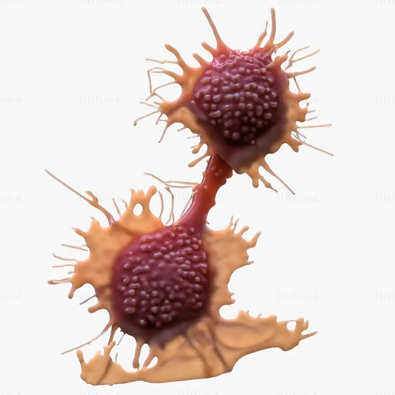 High Fidelity Cancer Cell Tumor 3D Model