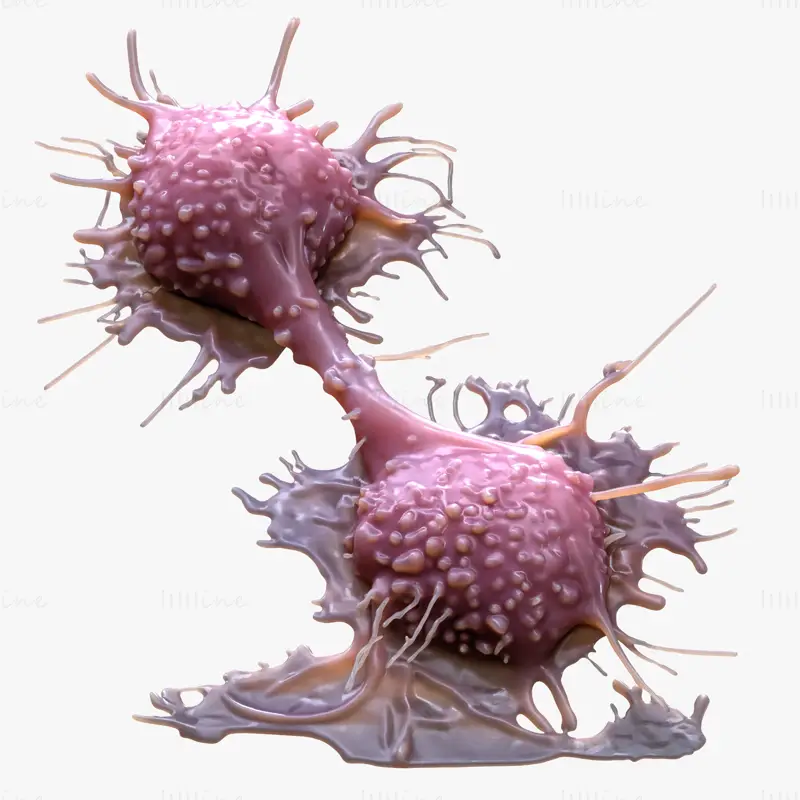 High Fidelity Cancer Cell Tumor 3D Model