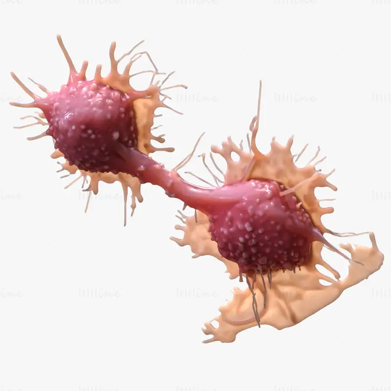 High Fidelity Cancer Cell Tumor 3D Model