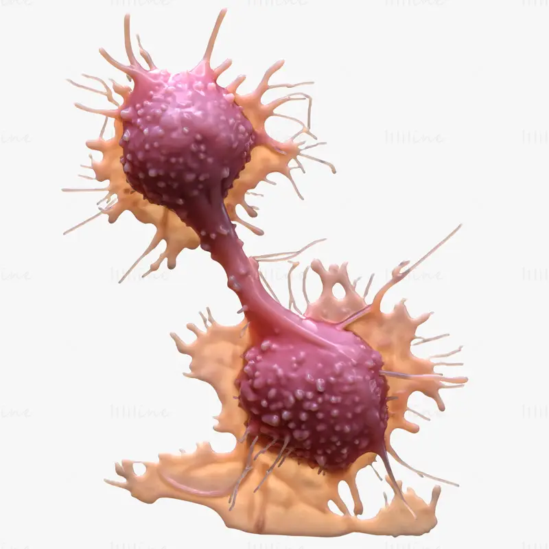 High Fidelity Cancer Cell Tumor 3D Model