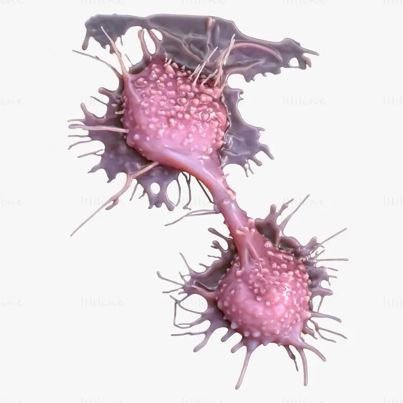 High Fidelity Cancer Cell Tumor 3D Model