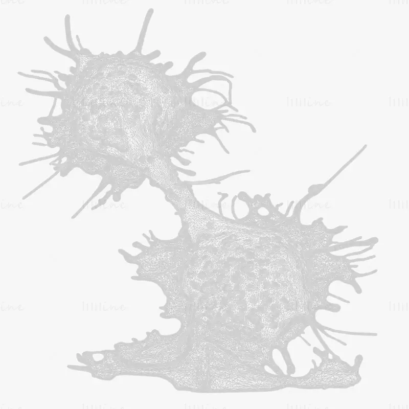 High Fidelity Cancer Cell Tumor 3D Model