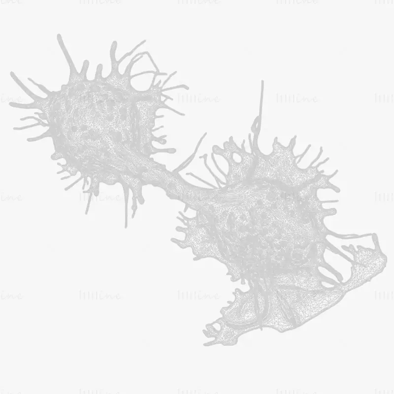 High Fidelity Cancer Cell Tumor 3D Model
