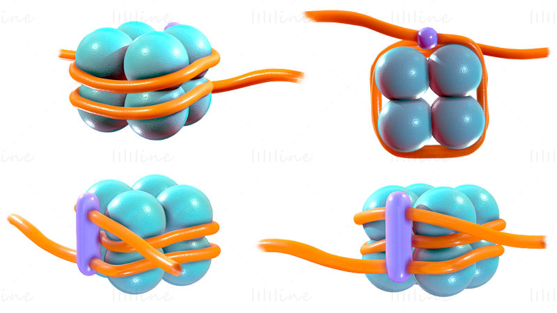 3D-Modell der Histonstruktur