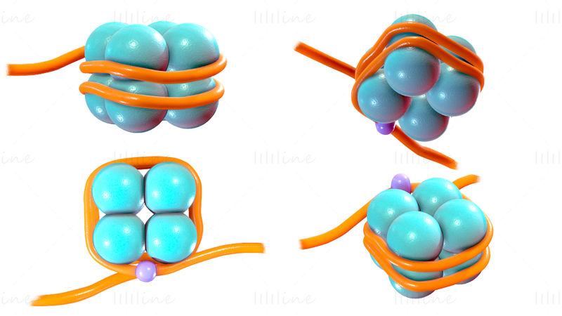Structure des histones modèle 3D