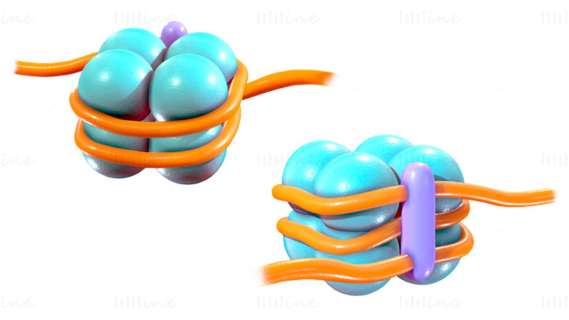 3D-Modell der Histonstruktur