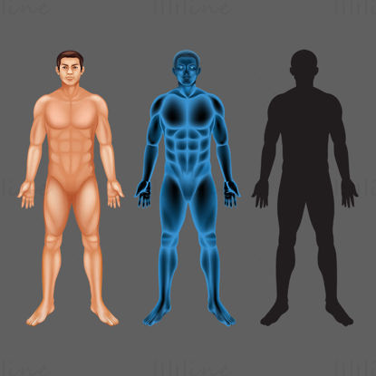 Human Body vector illustration