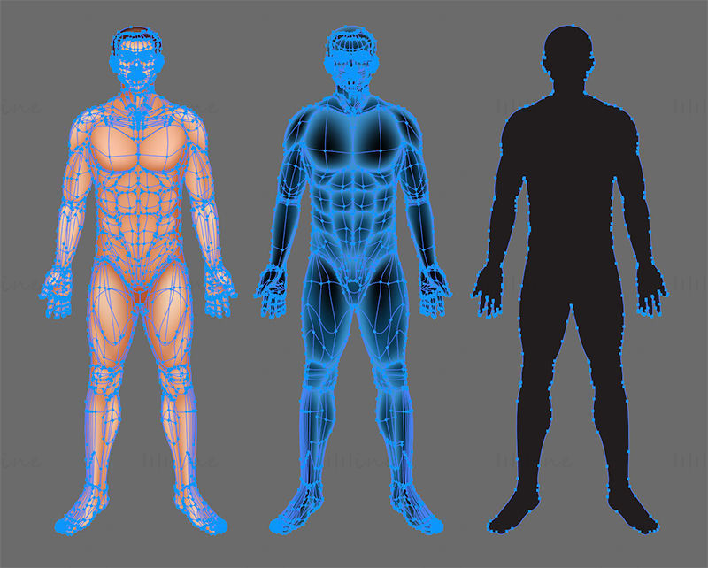 Human Body vector illustration