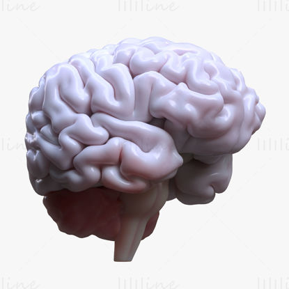 3D model lidského mozku