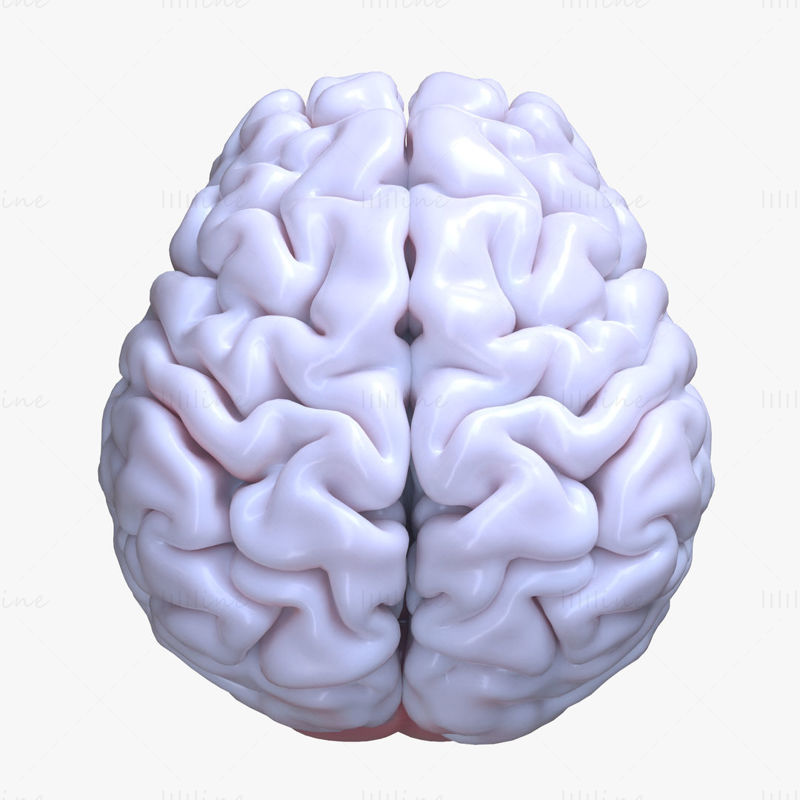 3D-Modell des menschlichen Gehirns
